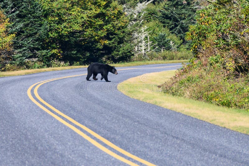 Black Bear Lumbering Across the Road on the Blue Ridge Parkway Stock