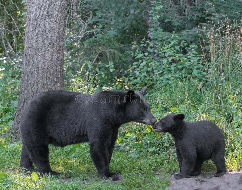 Black bear mother and cub