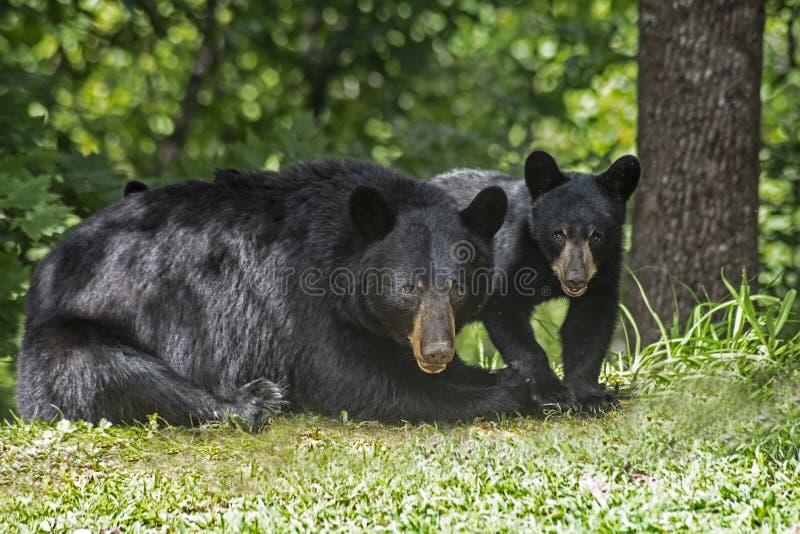 A mother Black Bear checks out her surroundings.