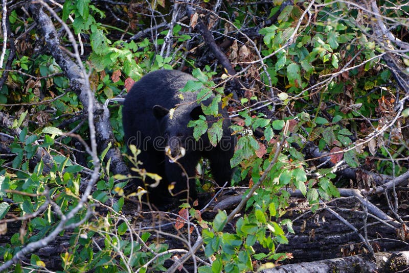 Black Bear in North America Stock Photo Image of wild, animal 219005368