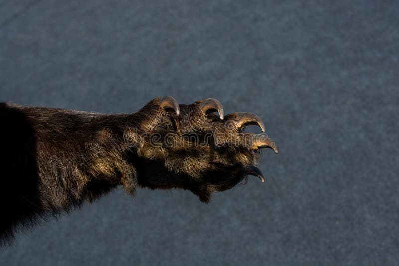 Black Bear Paw with Sharp Claws Stock Image Image of grizzly, danger