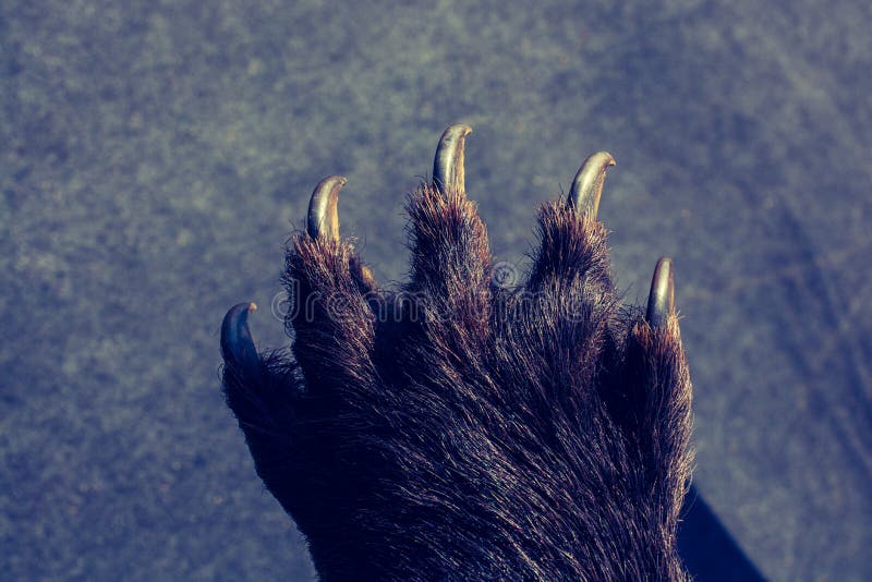 Black Bear Paw with Sharp Claws Stock Image Image of mammal, wildlife 128634123