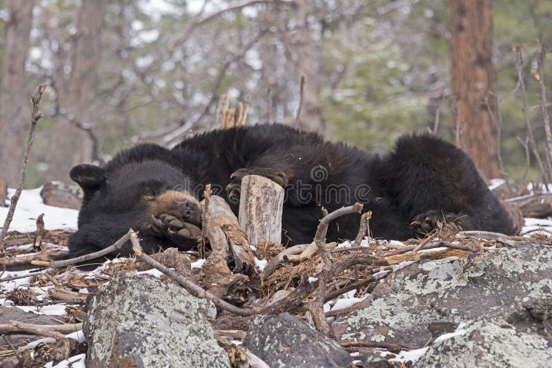 Black Bear Sleeping stock image. Image of bear, wild 30806077