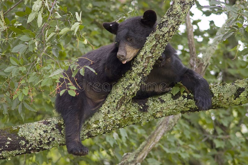Black Bear Sleeping in Tree Stock Image Image of rest, climb 28440899