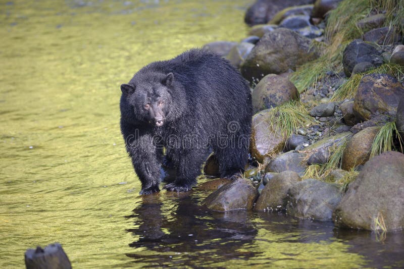 Black Bear (Ursus americans) walking along a stream, Thornton Fish Hatchery, Ucluelet, British Columbia, Canada. Black Bear (Ursus americans) walking along a stream, Thornton Fish Hatchery, Ucluelet, British Columbia, Canada