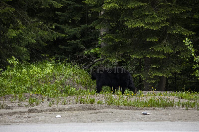 Black Bear (Ursus Americanus) in Glacier National Park, Canada Stock