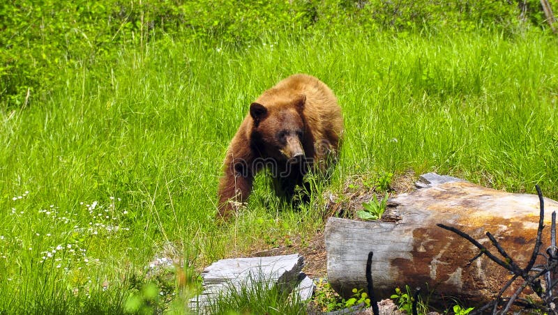 Black bear in Yellowstone