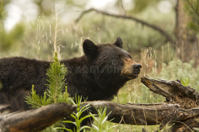 Black Bear in Yellowstone stock photo