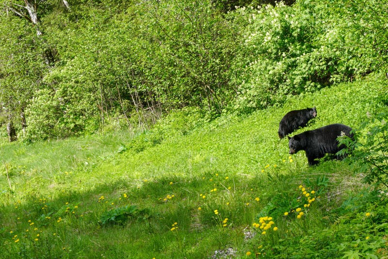Black Bears Feeding on Dandelions Stock Image Image of spring, green