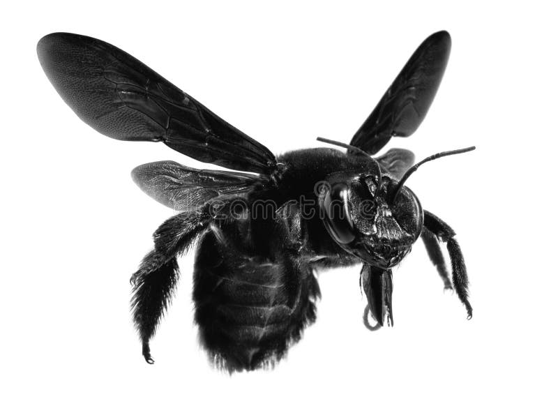 black bee with white spots