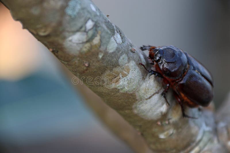 Black beetle on the branch of tree. an insect of an order distinguished by forewings typically modified into hard wing cases. royalty free stock photos