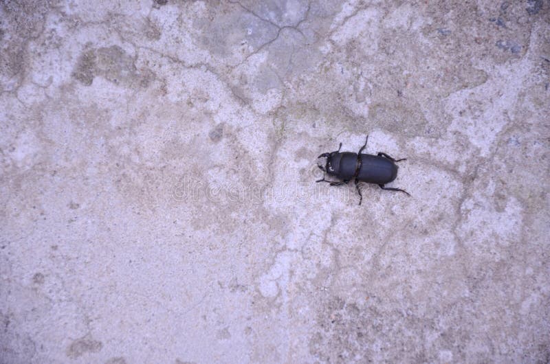 Black Beetle on the Concrete Floor. Stock Photo Image of detail