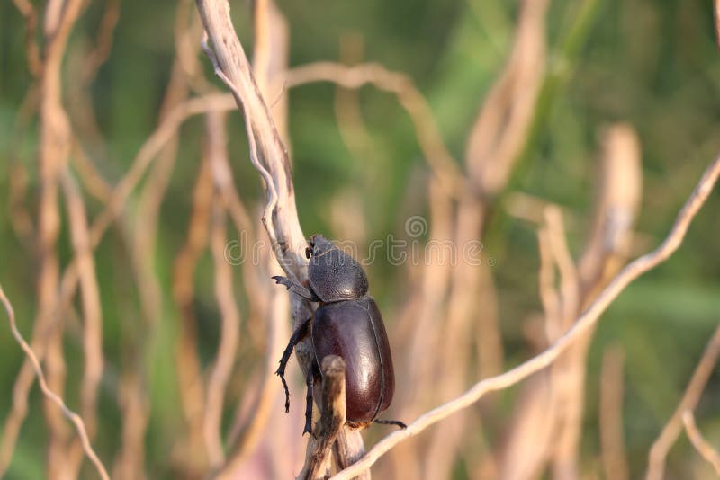 Beetle insect perched on a dry branch with green nature background stock photo