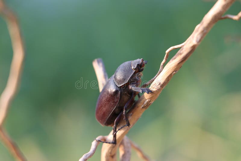 Beetle insect perched on a dry branch with green nature background royalty free stock photography