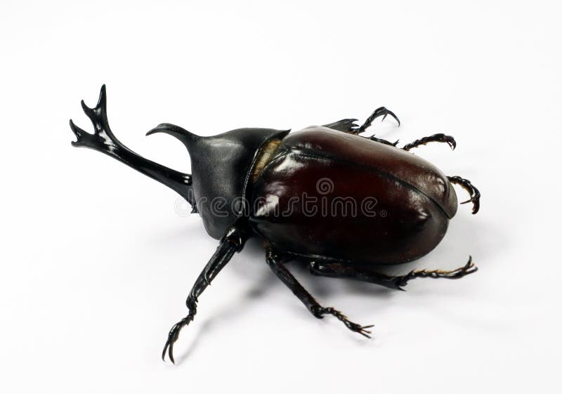 african rhinoceros beetle