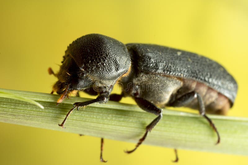 Black beetle stock image. Image of beetle, arthropod 95467939