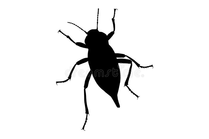 Cucumber Beetle Stock Illustrations 42 Cucumber Beetle Stock