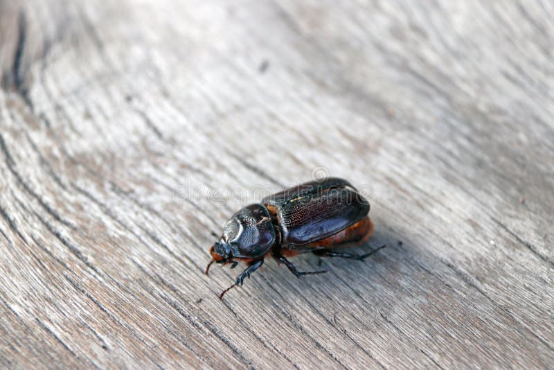 Black beetle on the wood plank. stock photography