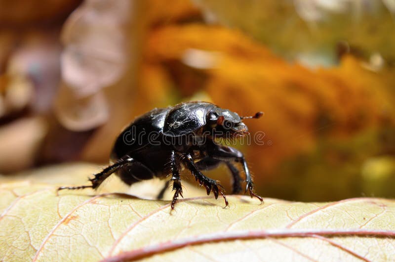 Black beetle woodcutter-tanner crawling on tree bark.