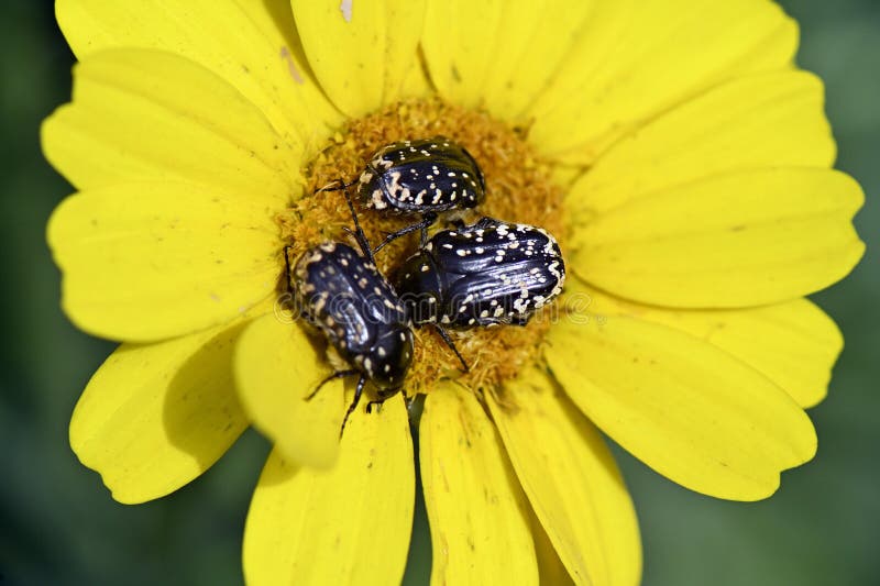 Black Beetles with White Spots Stock Photo Image of black, insect