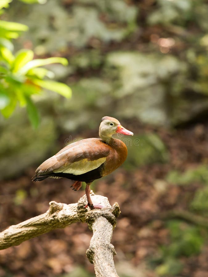 Blackbellied Whistling Tree Duck Stock Photo Image of mexican