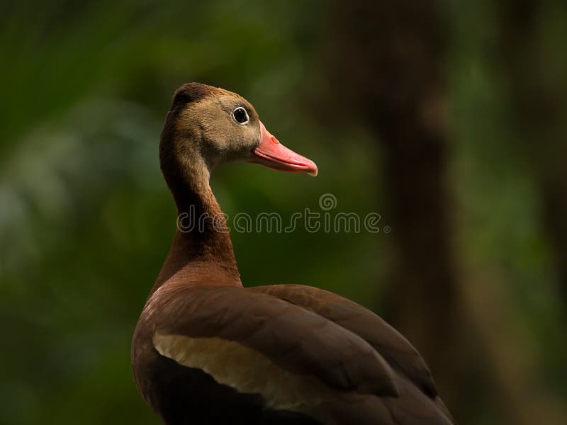 Blackbellied Whistling Tree Duck Stock Image Image of mexico