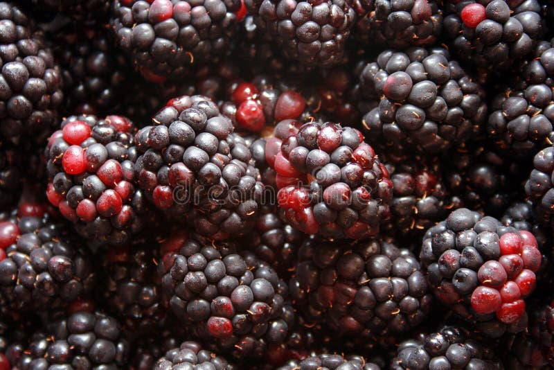 Black berries stock photo. Image of fruit, holler, elder 3052408