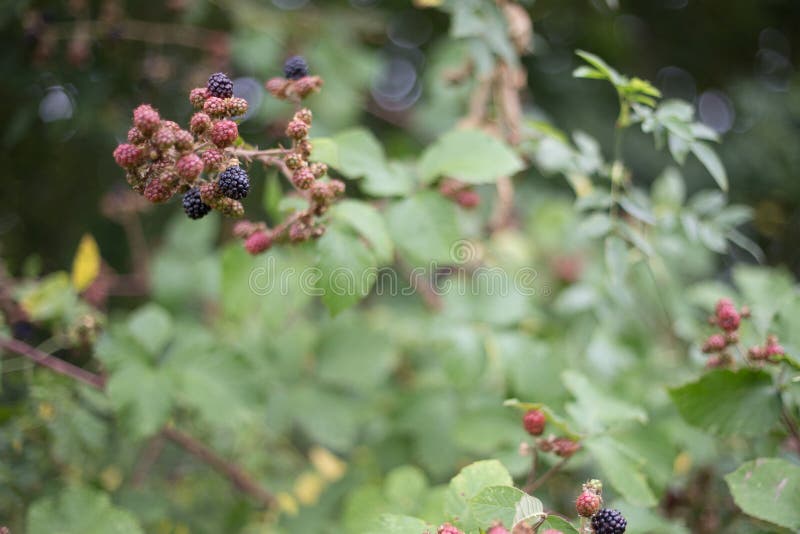 Black Berries Ready for Picking Stock Photo Image of berries, green