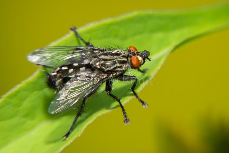 A black big fly sits on a green leaf