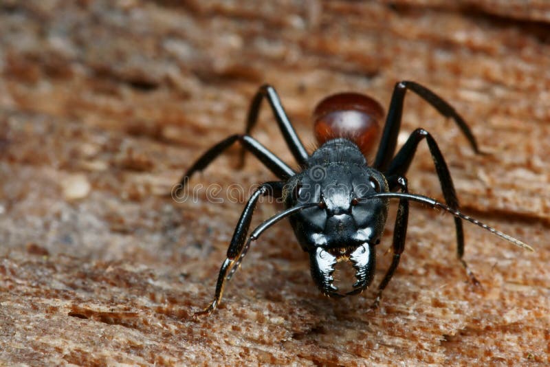 Black big head ant stock image. Image of giant, wildlife 7939289