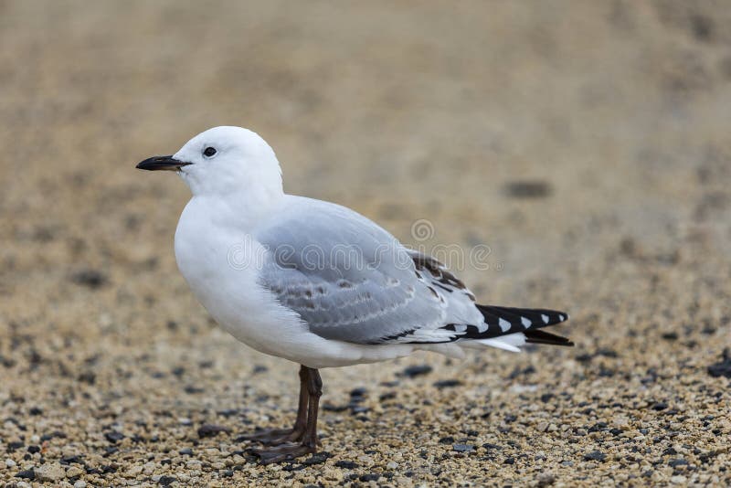 Black-billed Gull