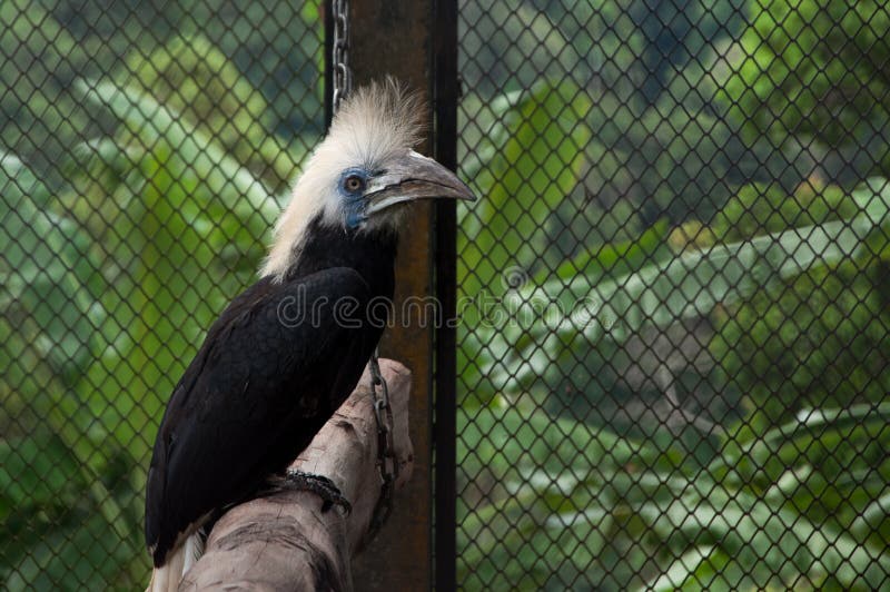 Black bird with a big beak and a tuft of white crowned hornbill royalty free stock photography Black bird with a big beak and a tuft of white crowned hornbill royalty free stock photography