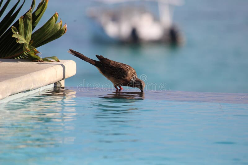 black-bird-drinking-water-from-the-pool-behind-the-plant-leaves-stock