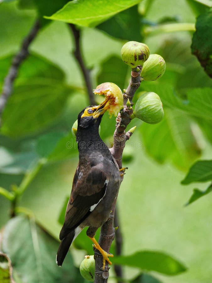 Black Bird Eating Fruit on Tree Stock Photo Image of exotic, beak