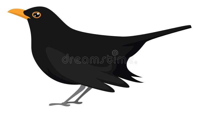 Black bird with orange beak, illustration, vector royalty free illustration