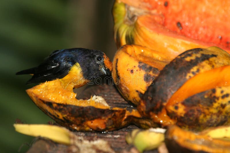 Black bird and papaya