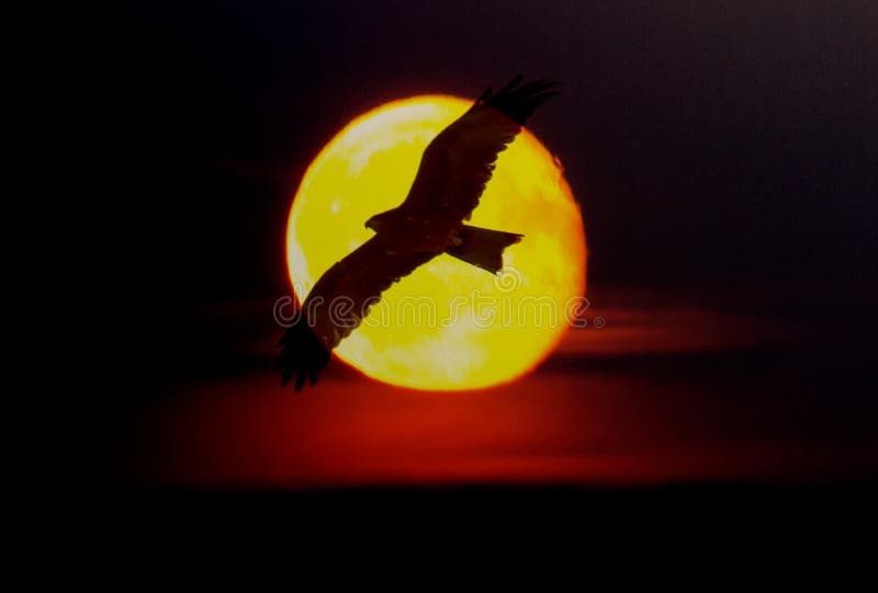 Black bird of prey against the Golden disk of sun royalty free stock photography Black bird of prey against the Golden disk of sun royalty free stock photography