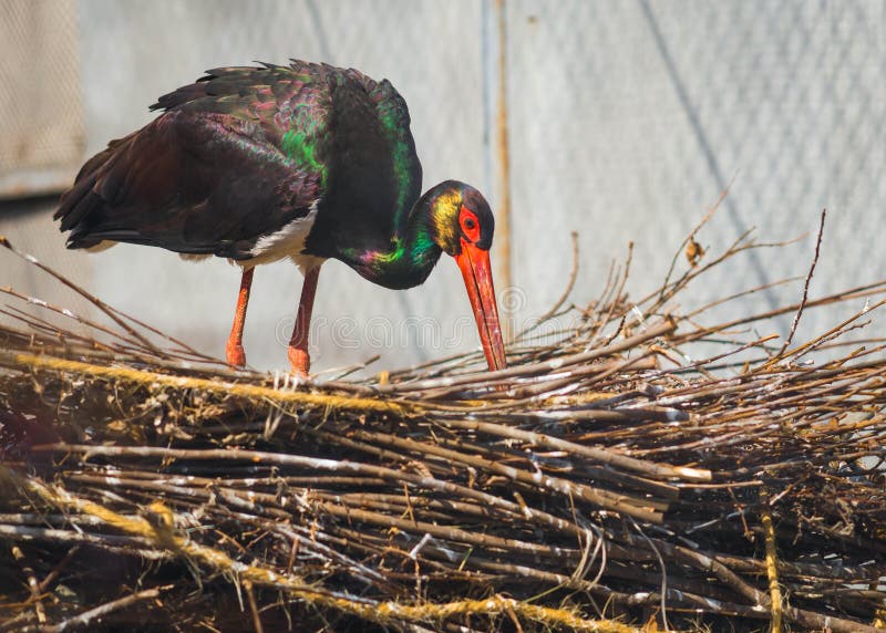 Big Black Bird with Red Head