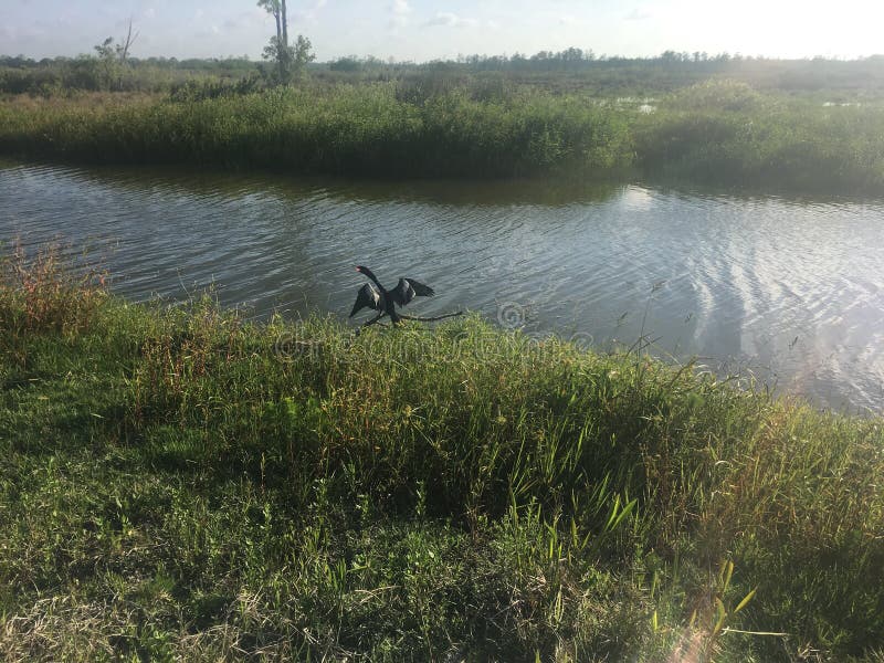 Black bird in the swamp stock photo