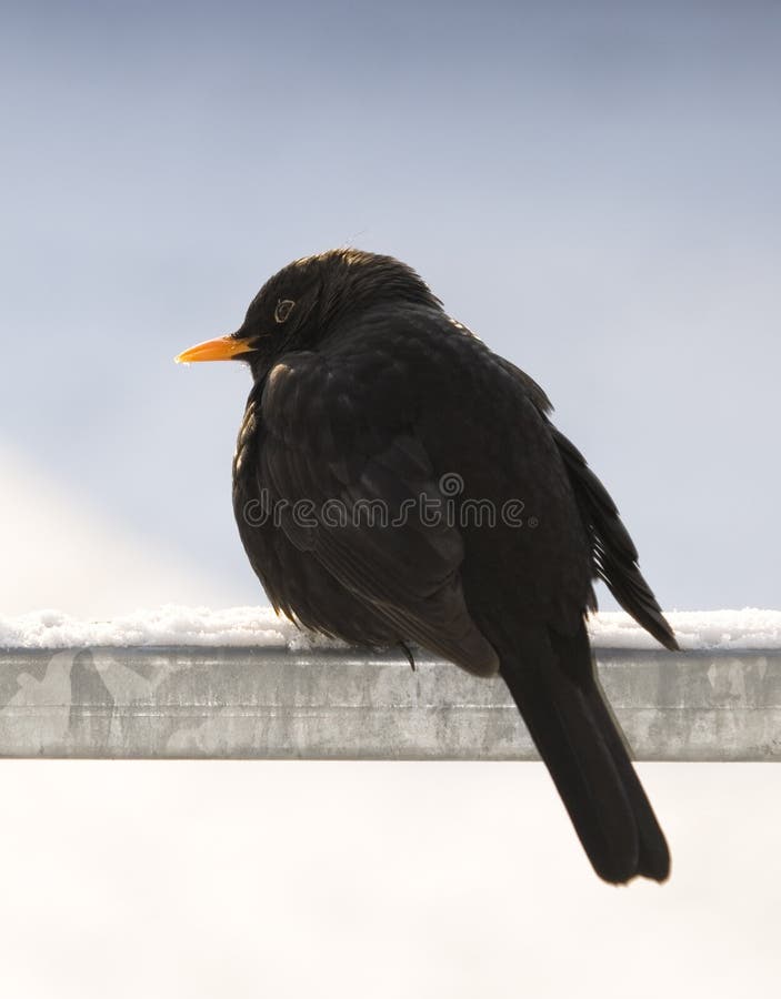 Black bird in winter