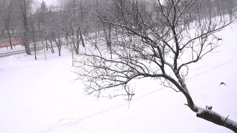 Black birds crows fly from the tree in winter, it is snowing, copy space. Slow motion