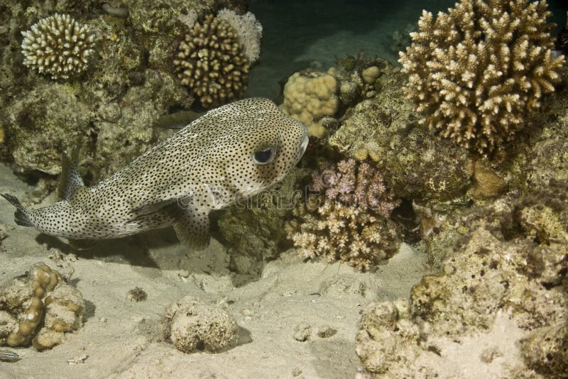Black-blotched porcupinefish (diodon liturosus)