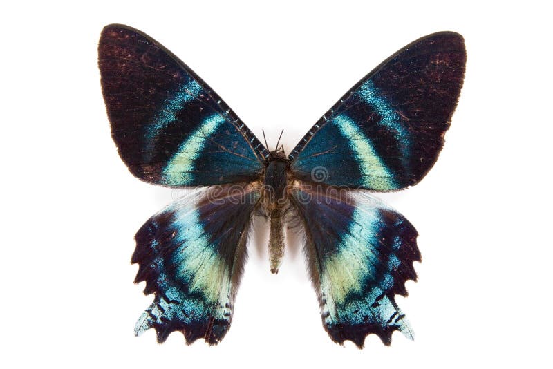 Black and blue butterfly Alcides argathyrses