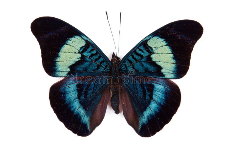 Black and blue butterfly Panacea prola