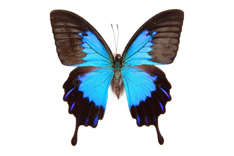 Black and blue butterfly Papilio ulysses isolated