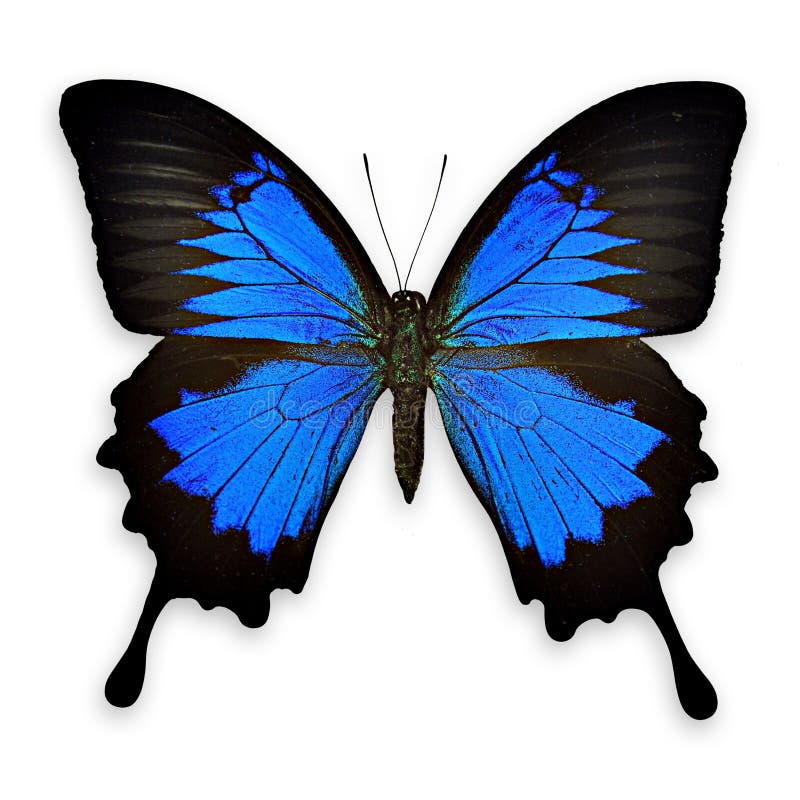 Black and blue butterfly on white background