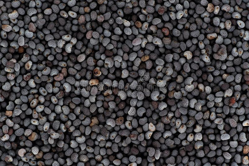 Black or Blue Poppy Seeds Under Microscope, Image Width 23mm Stock