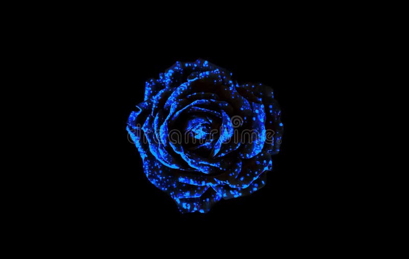 Magical Blue Rose Background. Stock Photo - Image of black, gray: 206257492