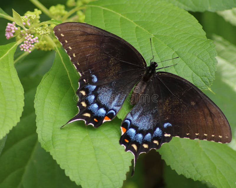 Black and Blue Tiger Swallowtail Butterfly Stock Image Image of green