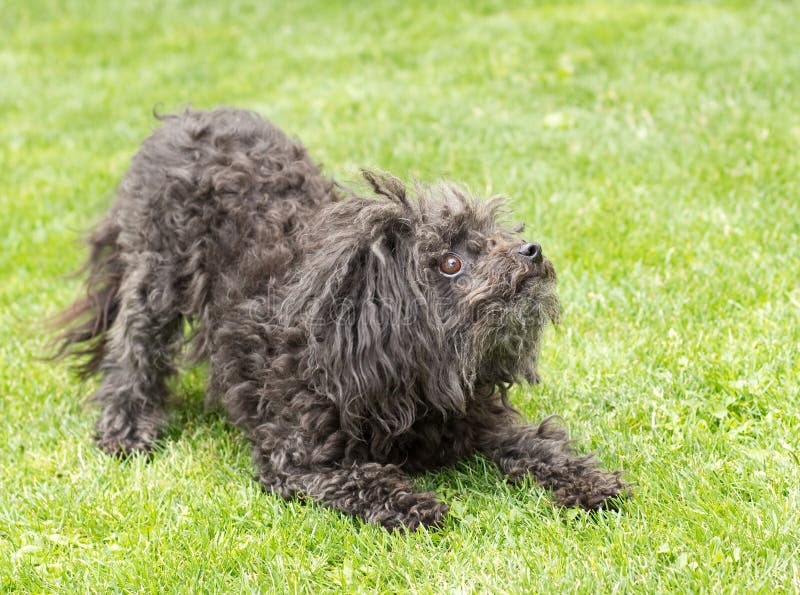 Black Bolognese Dog is Keen on Playing with Its Master Stock Image